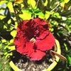 _flowers05